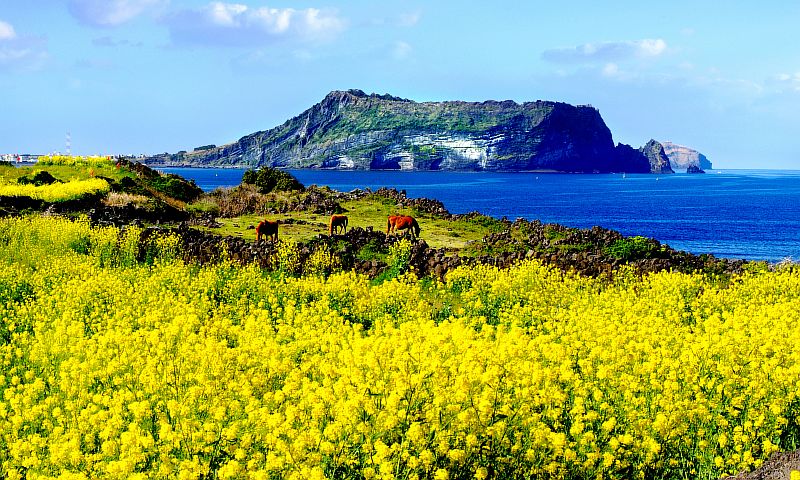 // Spring is when everything comes to life // Jeju Island 