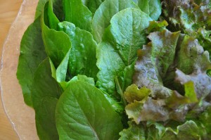 Romaine and red leaf lettuce - from my veg garden