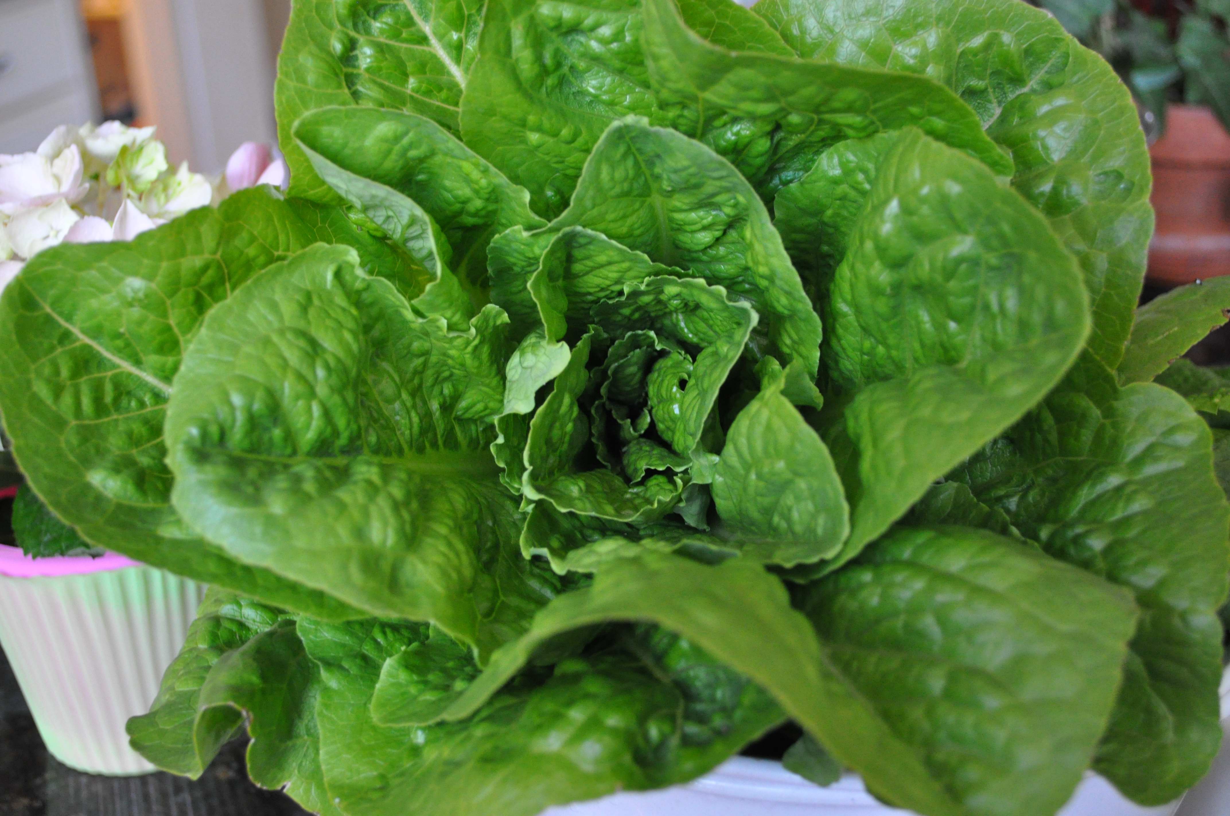 romaine lettuce fully grown