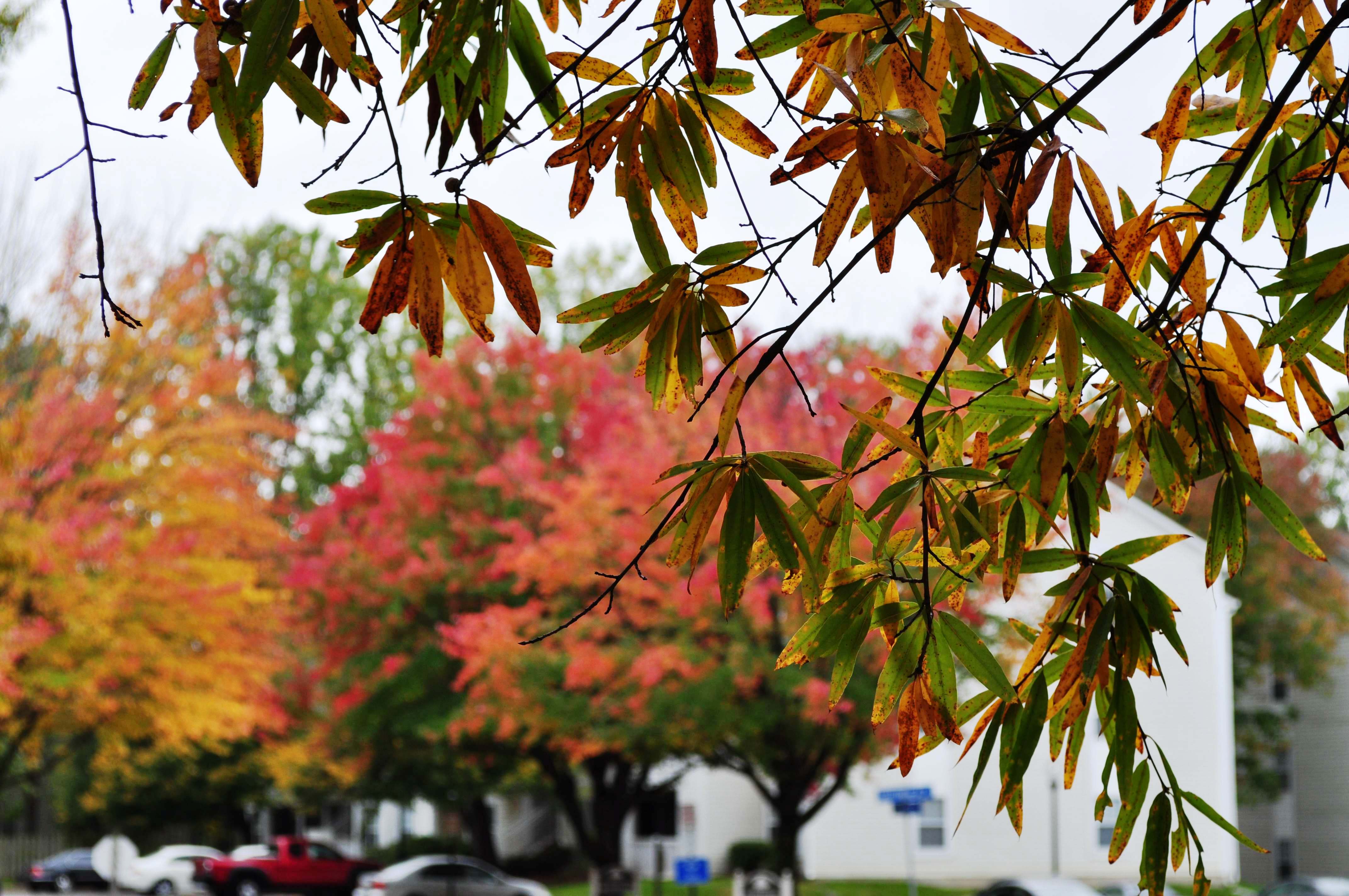 Fall Colors 2011 East Coast