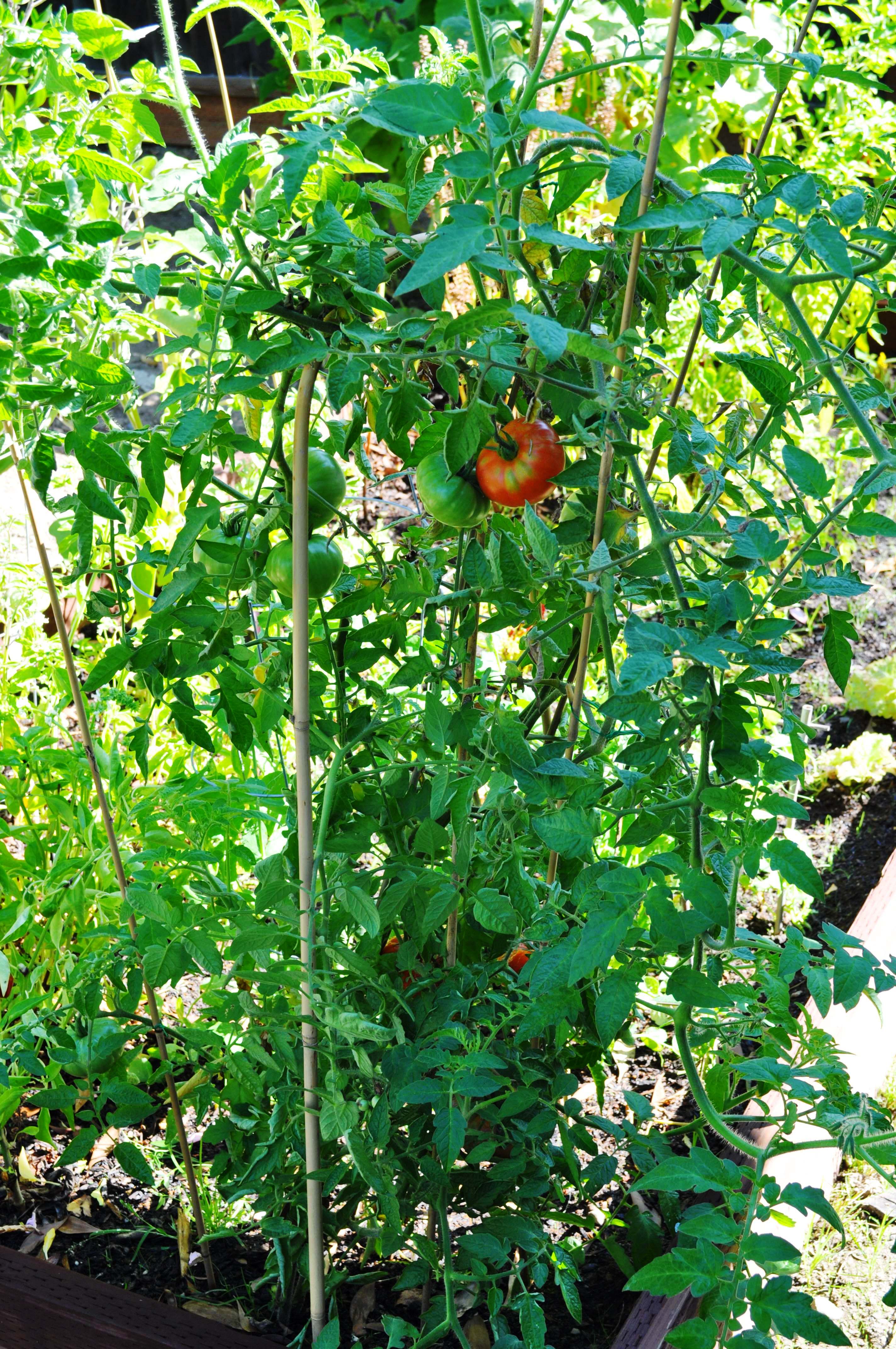 My big tomato plant in mid Oct in CA