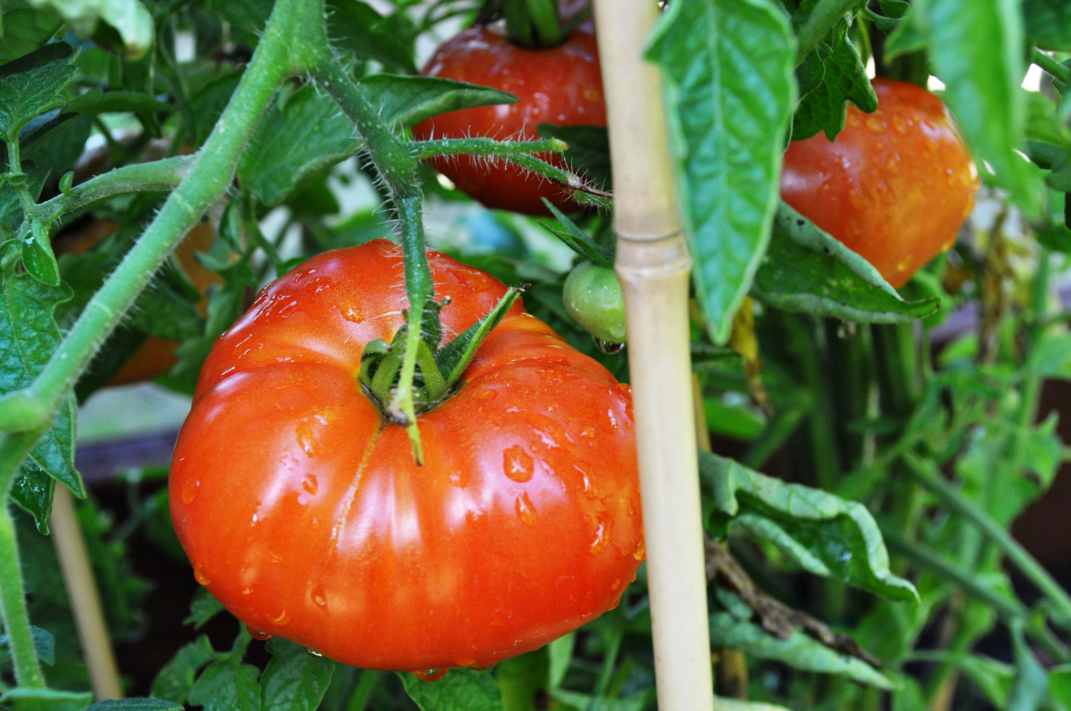 Ripe Italian tomatoes