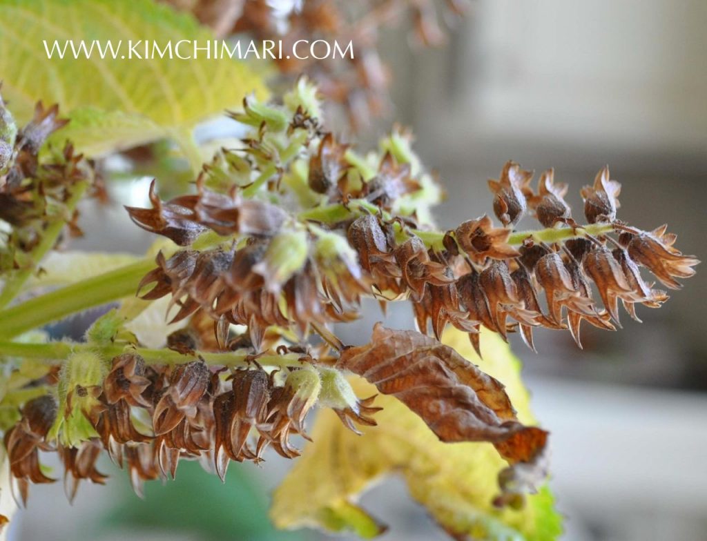 Korean Perilla Seed Pods