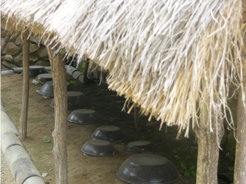 row of kimchi jars in the ground