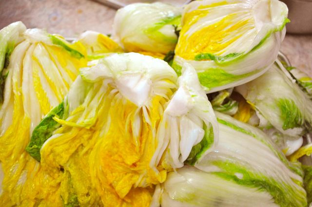 salted cabbages for kimchi