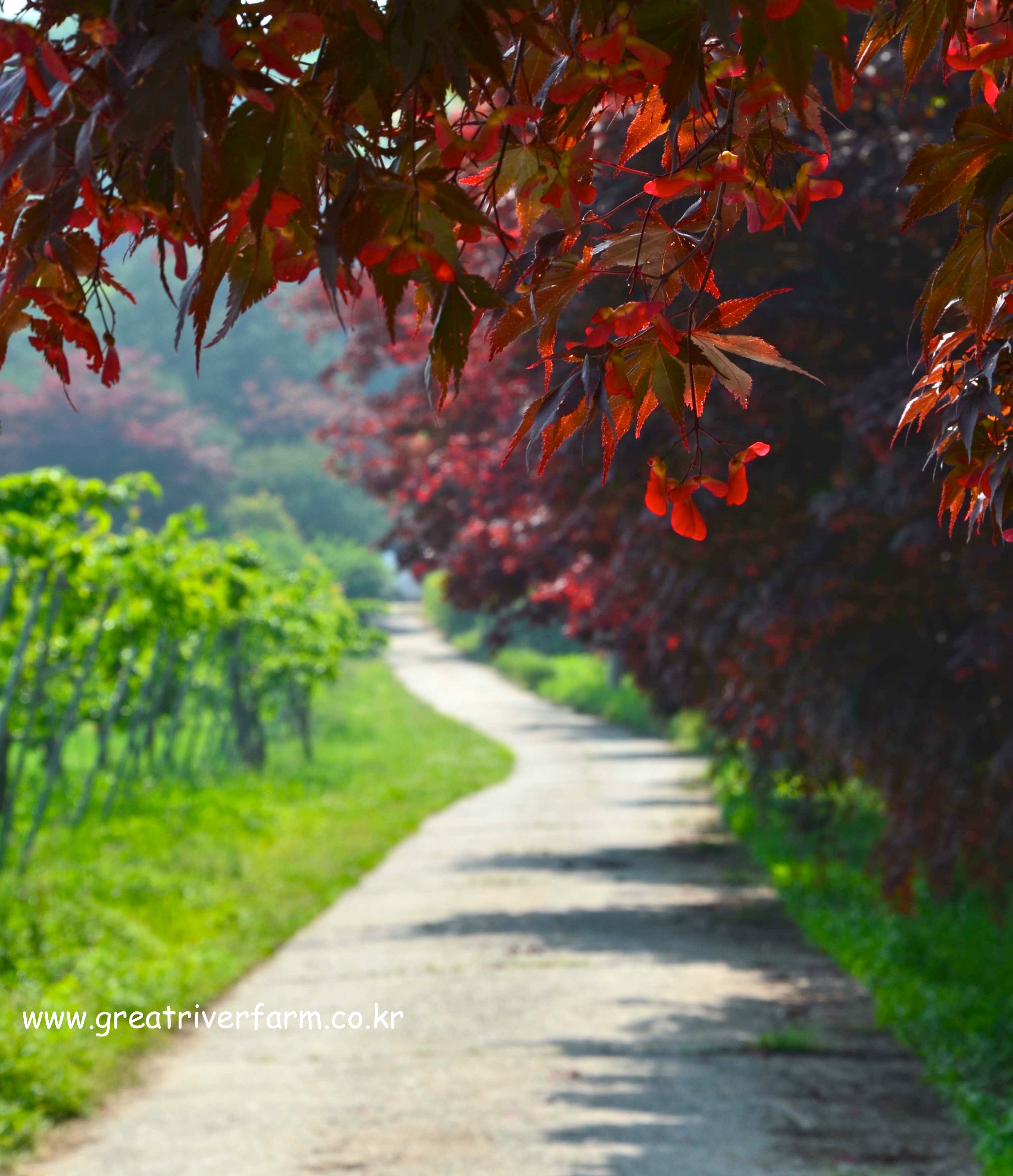 picture of red japanese maple and fruit trees lining the road to our farm