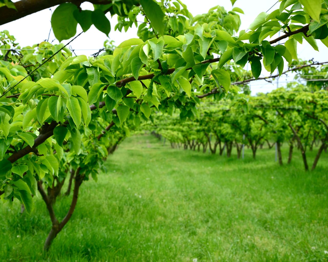 Korean Pear (Shingo) orchard