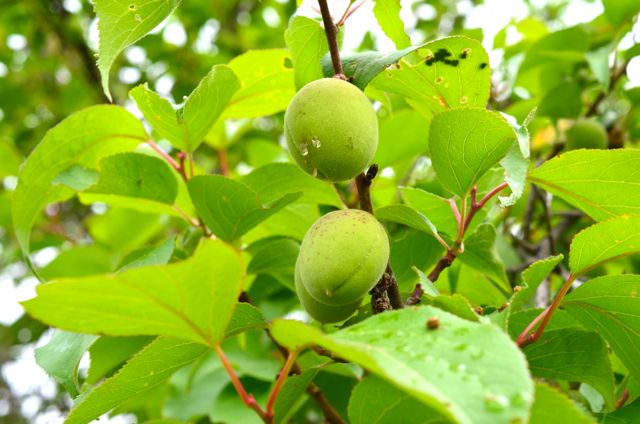 Chinese Plum or Japanese apricot plum tree