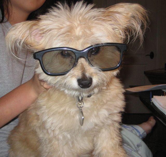 coco dog wearing 3D glasses