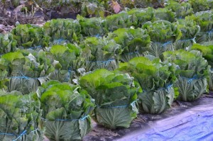 Korean cabbages planted for Kimjang Kimchi