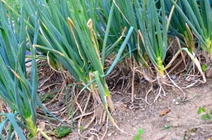 Korean leeks planted for Kimjang