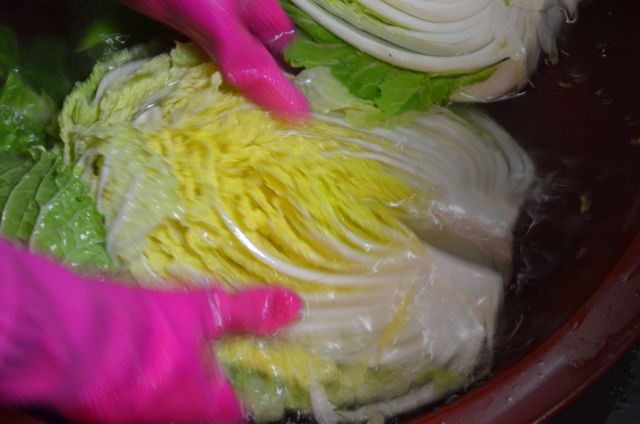 soaking cabbage in brine for Kimchi