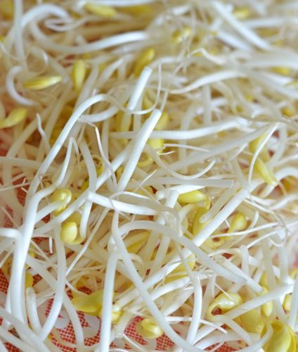 Fresh, best quality soybean sprouts (콩나물 Kongnamul)