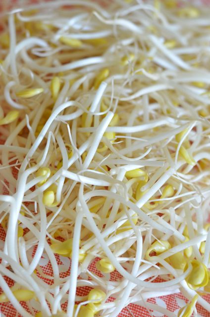 close up pic of good  quality soybean sprouts kongnamul