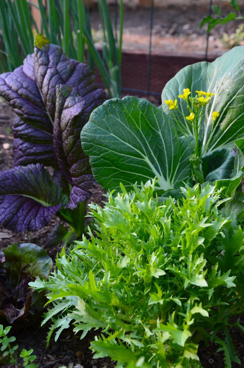 veg garden up close (frisee, mustard green, spoon cabbage)