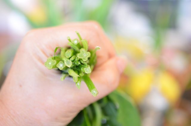 Perilla stems in a bunch