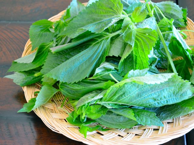 young perilla leaves piled on wooden basket