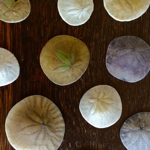 An array of different color Sand Dollars from Capitola Beach, California