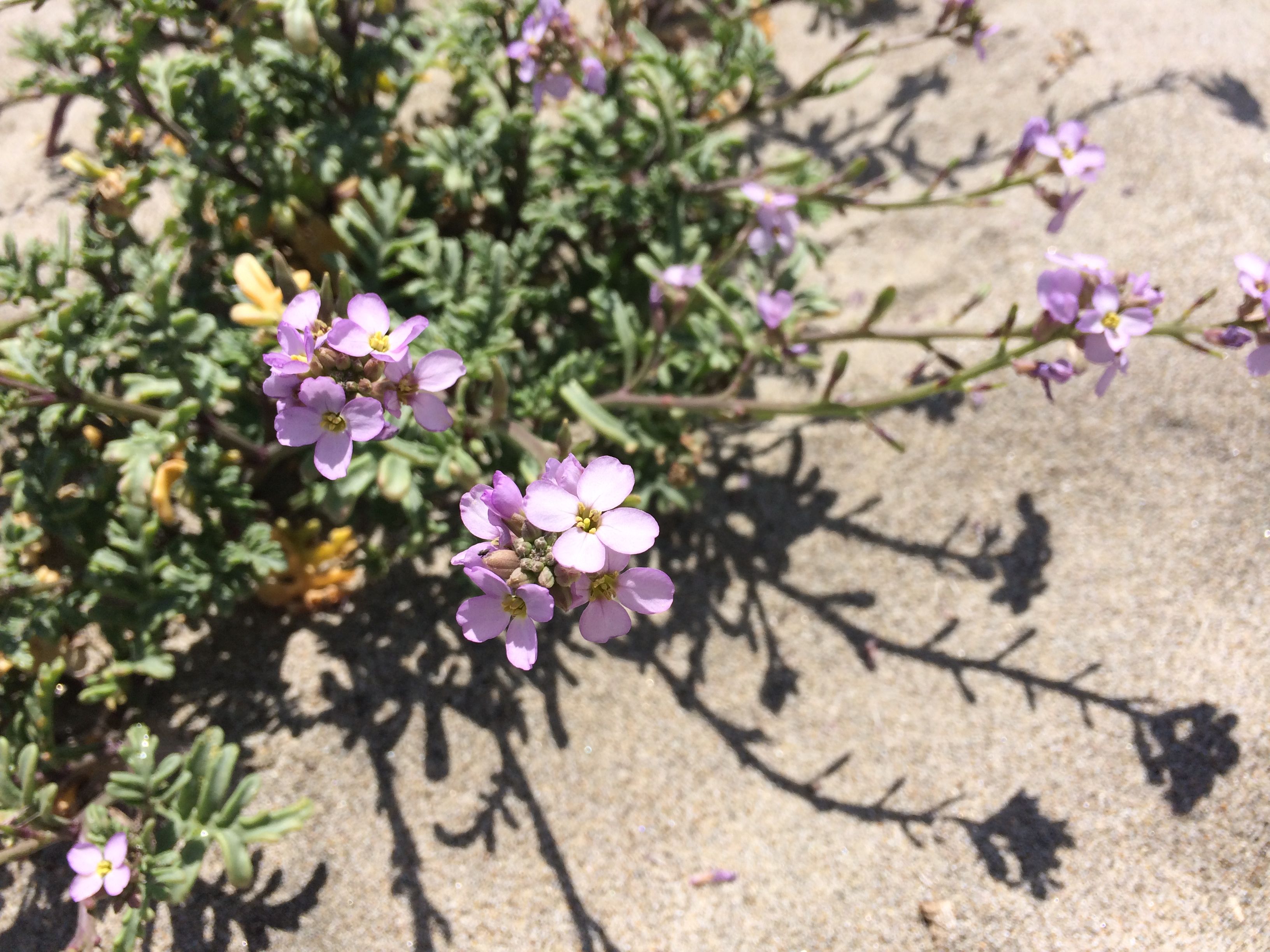 Pretty pink flowers that grow in the sand!