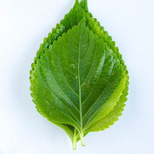 stack of perilla leaves on white background