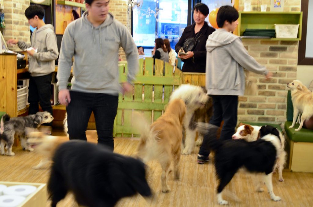 Dogs running around at Dog Cafe Bau House, Seoul