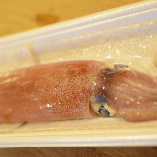 Whole squid in great condition