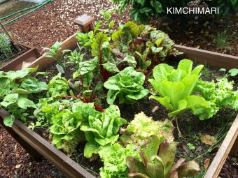 Vegetized Sam How to Enjoy Ssam (Korean Lettuce Wraps) with Different Greens - Kimchimari