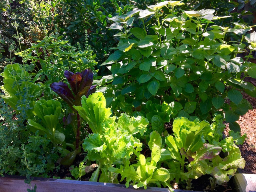 Perilla Lettuce Garden in my Gronomics Elevated Garden Bed