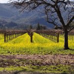 Napa Vineyard with Mustard flowers in Early Spring