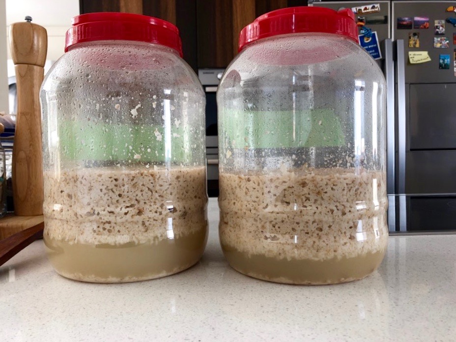 2 plastic jars of Makgeolli fermenting on Day 5
