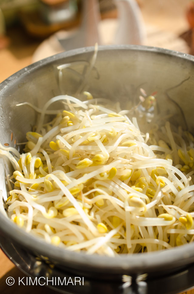 Cooked soybean sprouts draining and cooling
