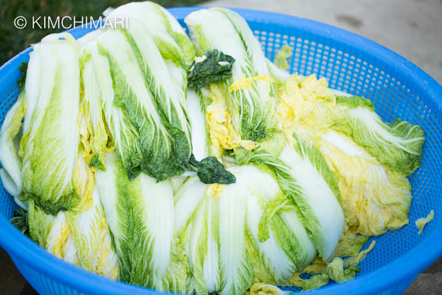 Rinsed pickled cabbages stacked in a large colander