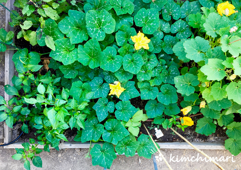 vegetable garden top view