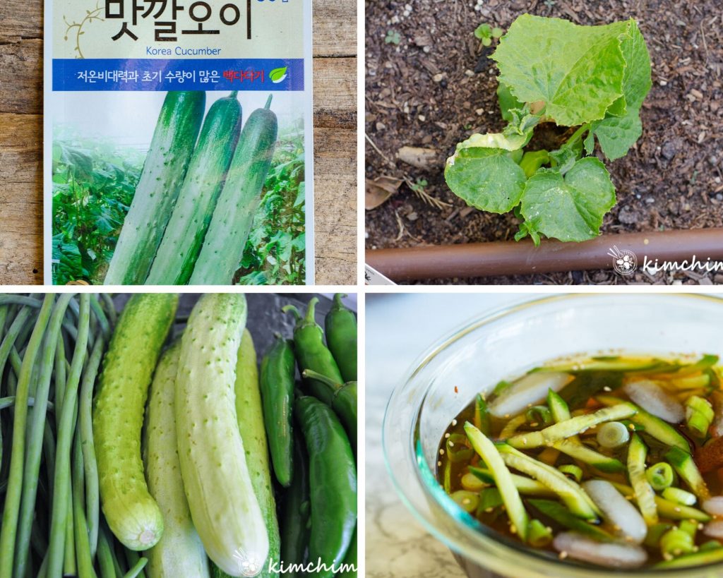 Korean cucumber seed packet, seedlings and cold soup made with it