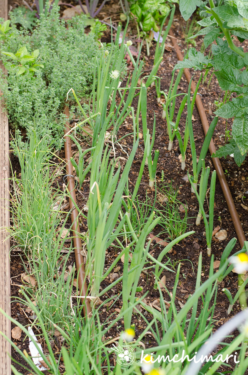 9 Korean Vegetables to Grow in Your Garden This Spring Kimchimari