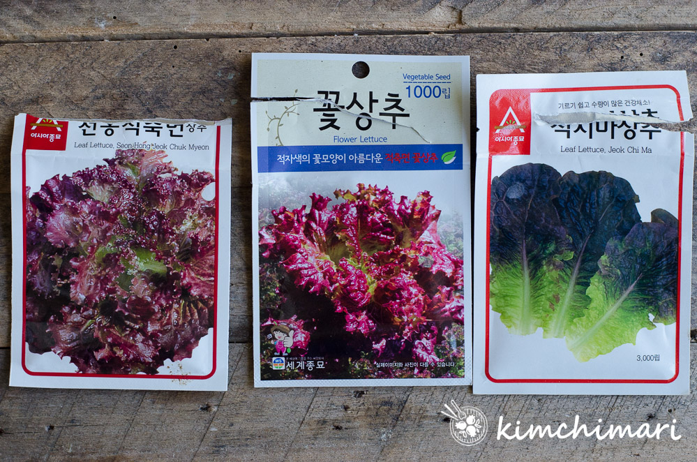 3 korean red leaf lettuce seed packets