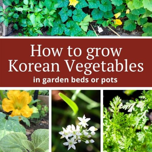 How to start a Korean Vegetable Garden