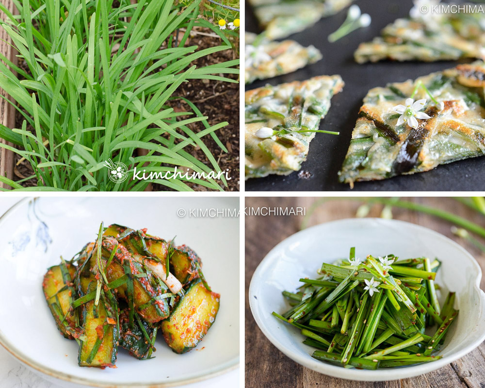 korean chive growing in garden and pics of cucumber kimchi, chive pancake and salad