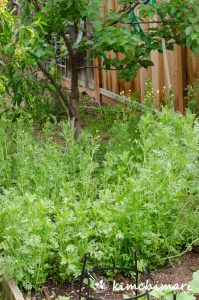 korean crown daisies or chrysantehmum leaves growing in vegetable bed