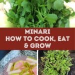 what is minari how to eat and grow