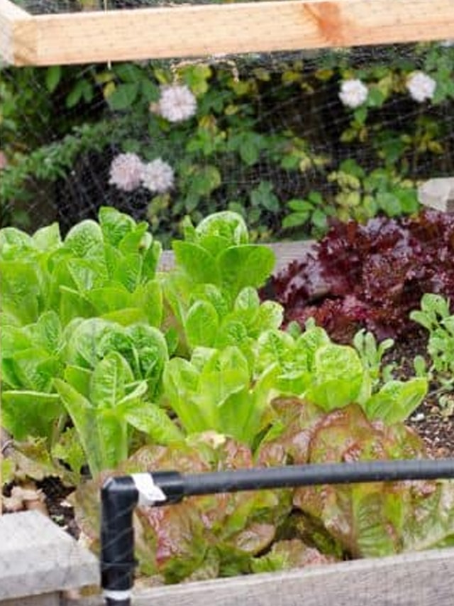 9 Korean Vegetables to Grow this Spring Kimchimari