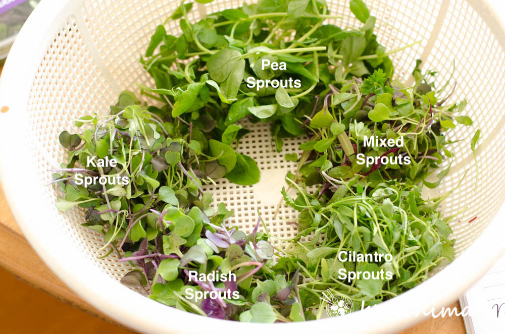 5 different microgreens - pea sprouts, mixed, cilantro, radish and kale sprouts in white mesh basket