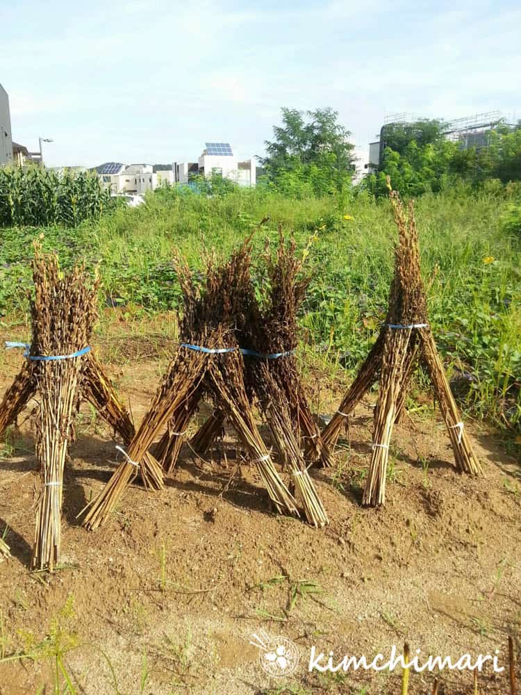 sesame plant stalks propped up and drying in the field