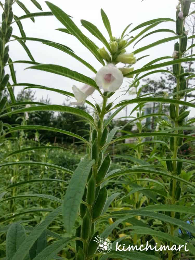 sesame seed plant flowering