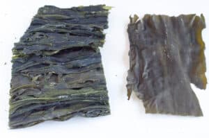 miyeok on the left and dasima kelp on the right