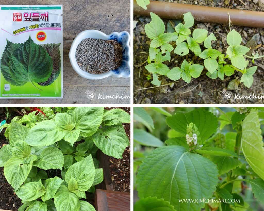 4 pics of Perilla seeds, sprouts, growing and flowering plant