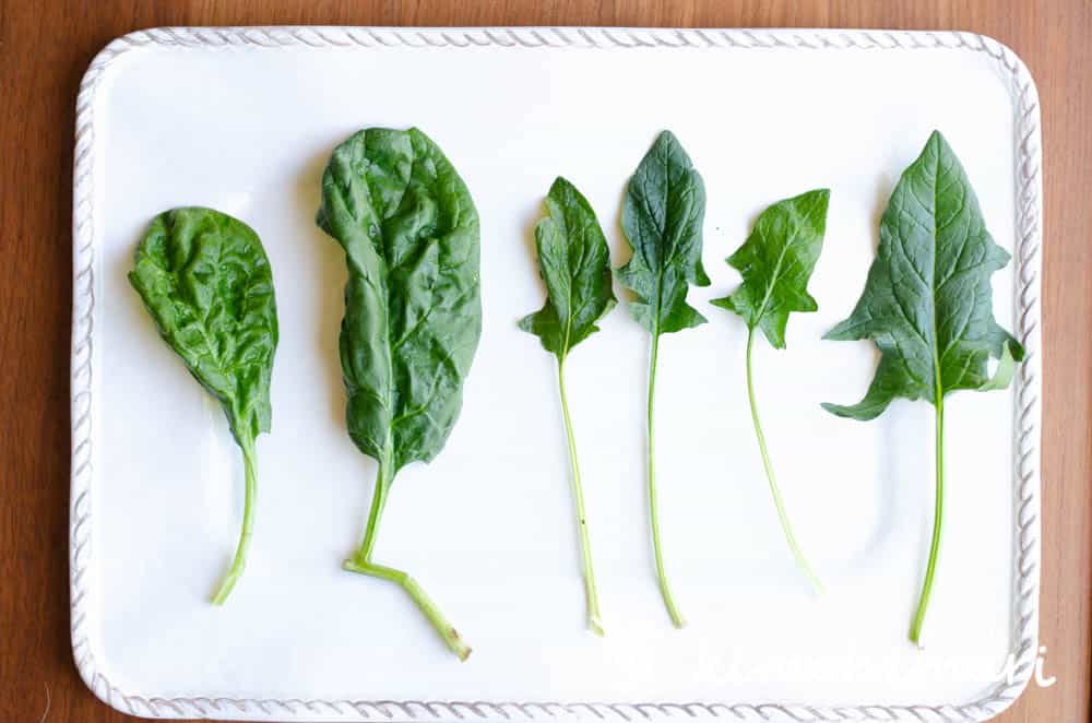 savoy spinach leaves and korean flat leafed korean spinach on the right