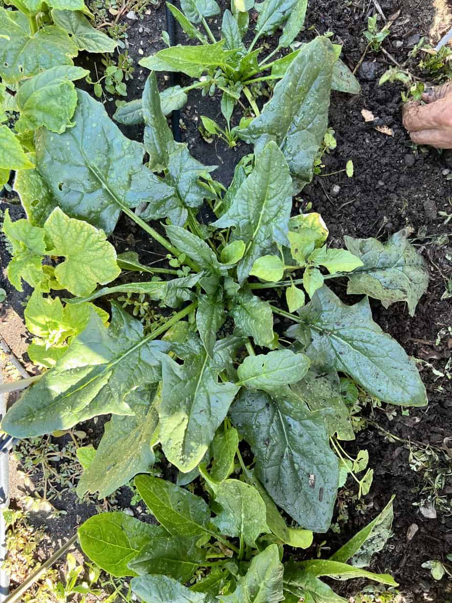 korean spinach growing in graden