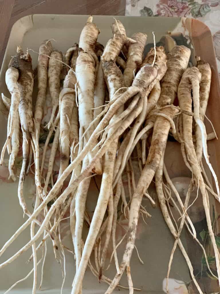 Fresh bellflower roots (doraji) pile