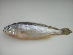 whole yellow croaker gulbi partially dried